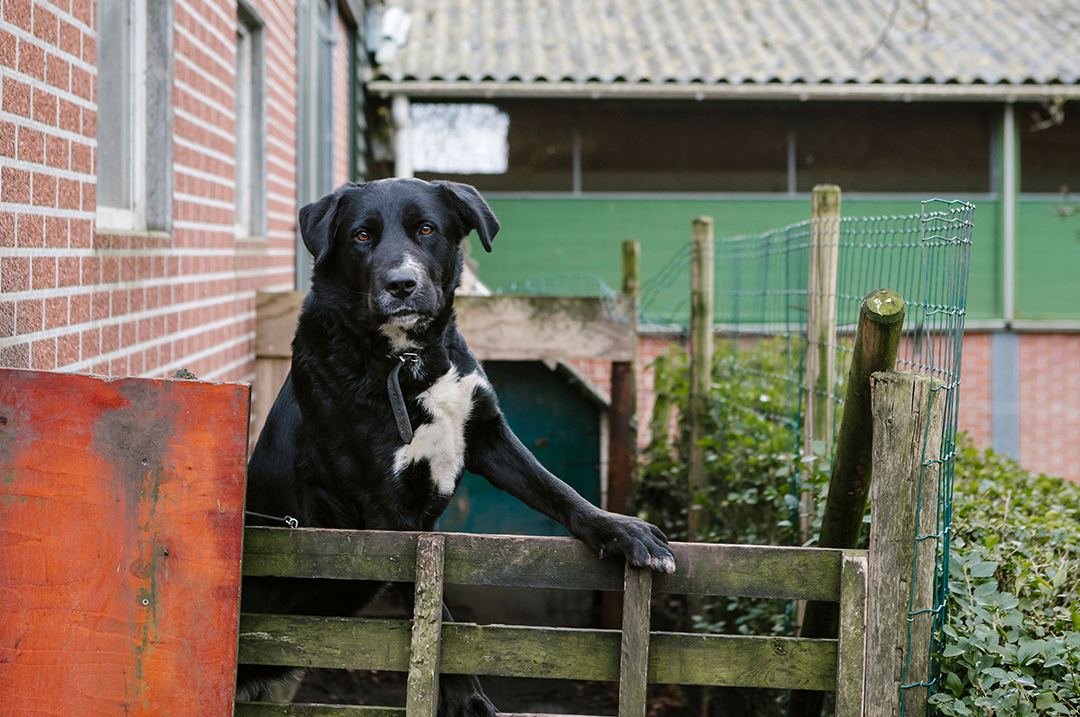 Hoeve Ackerdijk hond op het hek