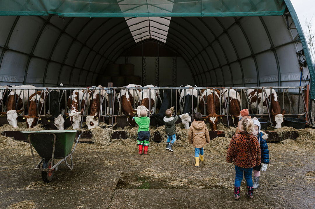 Kdvhoeveackerdijk 2022 Koeien Eten Geven
